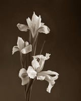 Toned Black and White