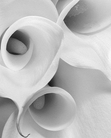 calla, calla lilly, lily, flower, closeup, macro, black and whit